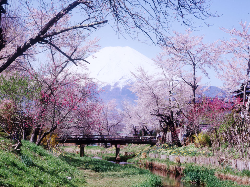 桜と富士山 Pc デスクトップ用 綺麗な桜のいろんな壁紙49枚 Naver まとめ